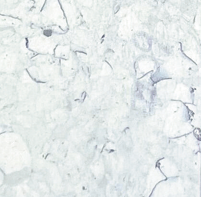 Ospefloor 2006 SALMÃO®